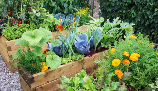 Grădinărit ecologic: Metode naturale pentru protejarea plantelor 🌿